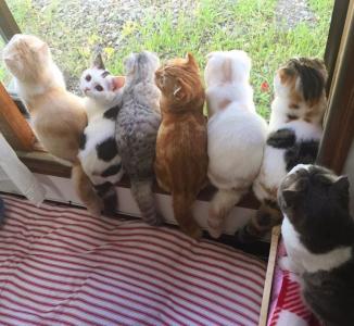 猫咪&猫爪棉花糖美食菜谱制作方法图片第4张