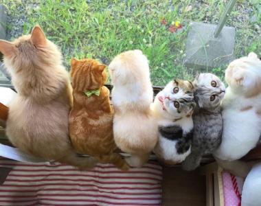 猫咪&猫爪棉花糖美食菜谱制作方法图片第5张