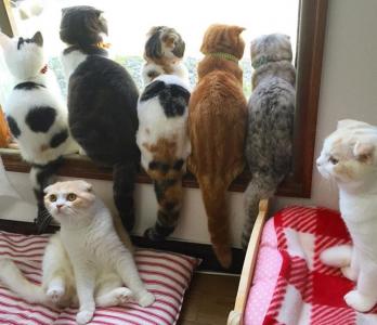 猫咪&猫爪棉花糖美食菜谱制作方法图片第6张