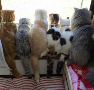 猫桌面图片 _ 第(8)张