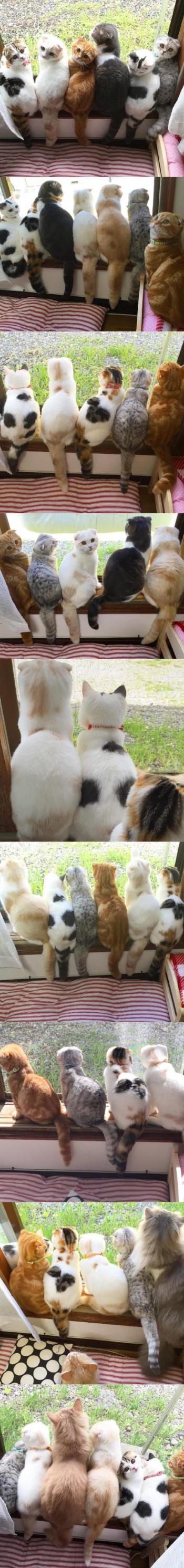 猫桌面图片 _ 第(10)张