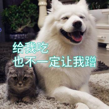 萌宠图片图片 _ 第(35)张