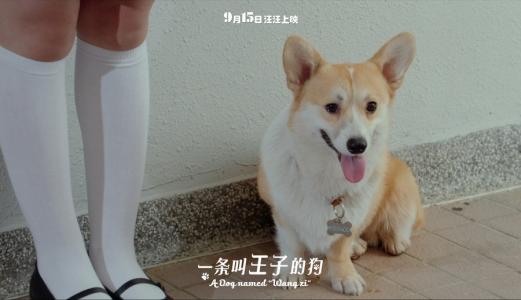 萌宠图片图片 _ 第(11)张