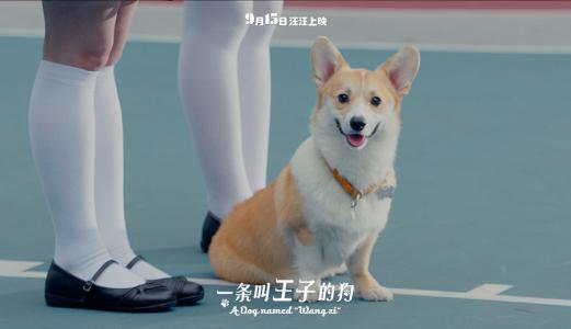 萌宠图片图片 _ 第(12)张
