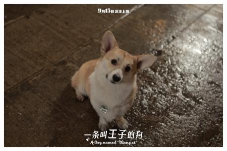 萌宠图片图片 _ 第(14)张