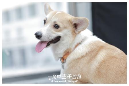 萌宠图片图片 _ 第(16)张