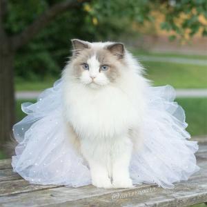 猫咪&猫爪棉花糖美食菜谱制作方法图片第5张