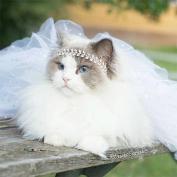 猫桌面图片 _ 第(9)张