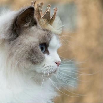 猫桌面图片 _ 第(10)张