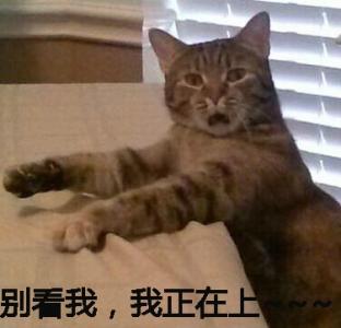 2008欧洲野生动物摄影大赛第4张