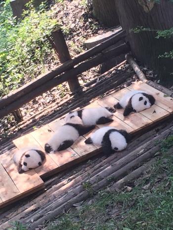 动物壁纸图片 _ 第(7)张