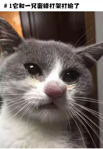 猫咪搞笑萌宠图片：被蜜蜂蛰了的猫趣图图片第0张