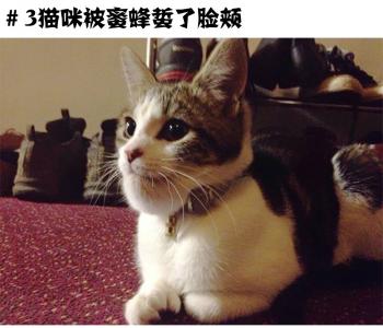 猫咪搞笑萌宠图片：被蜜蜂蛰了的猫趣图图片第3张