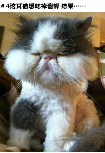 猫咪搞笑萌宠图片：被蜜蜂蛰了的猫趣图图片第4张