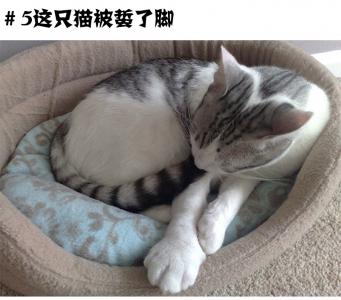 猫咪搞笑萌宠图片：被蜜蜂蛰了的猫趣图图片第5张