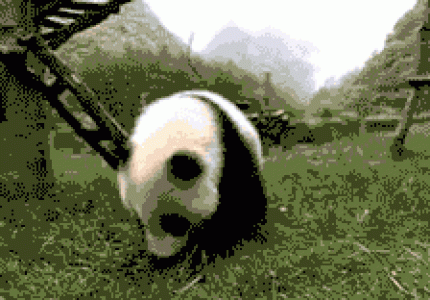 熊猫图片 _ 第(1)张