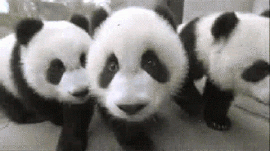 熊猫图片 _ 第(5)张