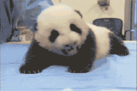 熊猫图片 _ 第(6)张
