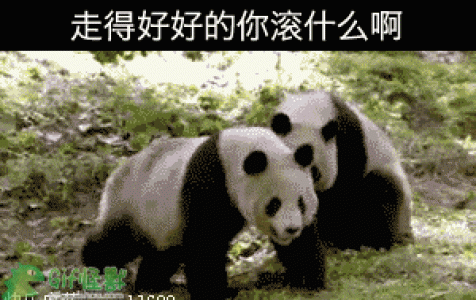 熊猫图片 _ 第(7)张