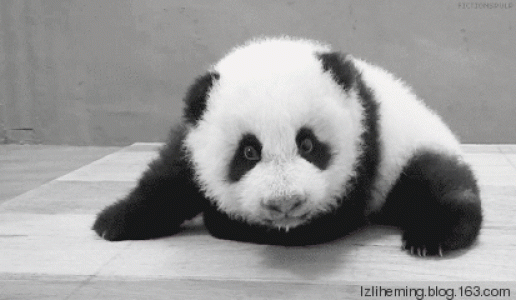 熊猫图片 _ 第(8)张