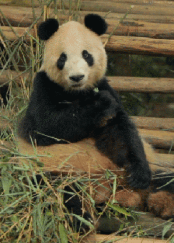 熊猫图片 _ 第(9)张