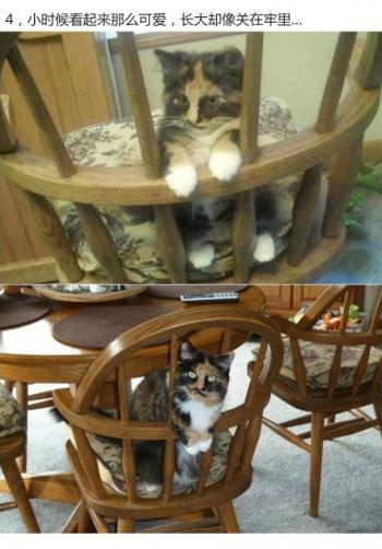 超可爱小猫图片高清手机壁纸第4张