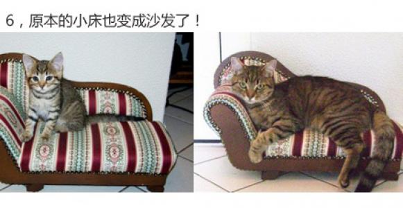 超可爱小猫图片高清手机壁纸第6张