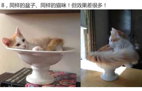 鸡图片图片 _ 第(9)张
