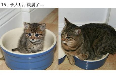 鸡图片图片 _ 第(16)张