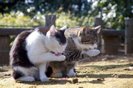 猫睡觉姿势搞笑图片：睡觉也要成双睡第4张