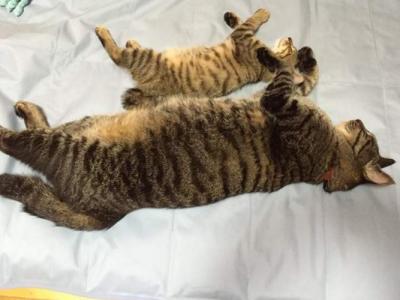 猫桌面图片 _ 第(9)张