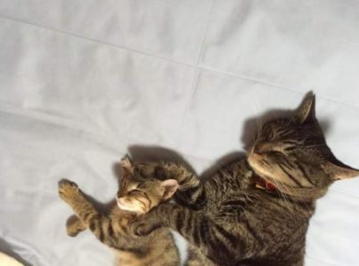 猫桌面图片 _ 第(10)张