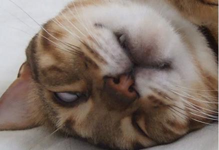 猫桌面图片 _ 第(15)张