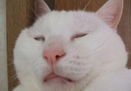 猫桌面图片 _ 第(16)张