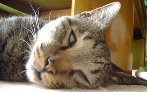 猫桌面图片 _ 第(17)张