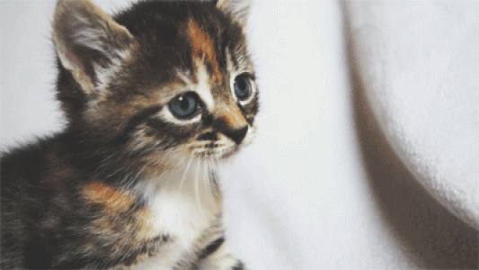 可爱卡通小猫咪高清图片手机壁纸第6张