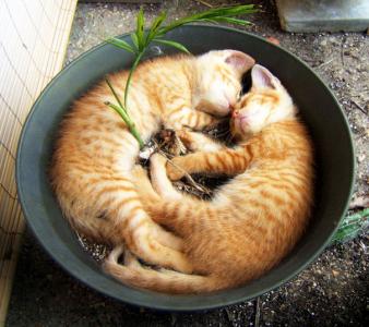 可爱猫咪图片图片 _ 第(1)张