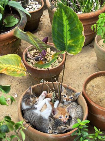 可爱猫咪图片图片 _ 第(5)张