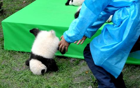 熊猫异形鱼图片 观赏鱼图片第4张