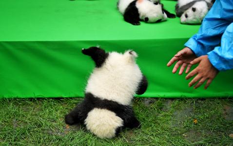 熊猫异形鱼图片 观赏鱼图片第5张