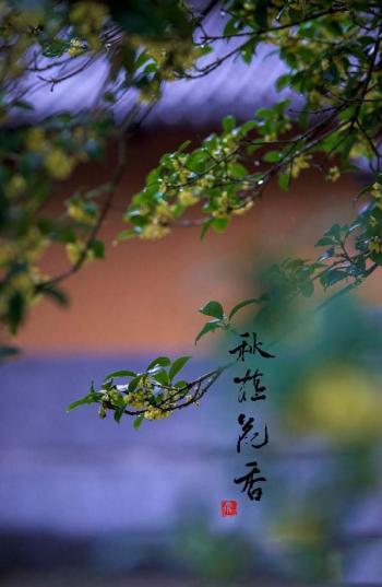 清新素雅的桂花图片桌面壁纸第2张