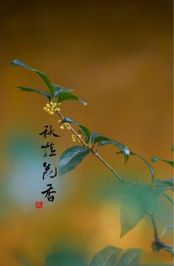 清新素雅的桂花图片桌面壁纸第3张