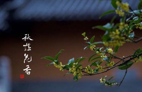 清新素雅的桂花图片桌面壁纸第4张