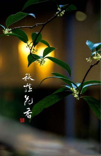 桂花图片 _ 第(8)张