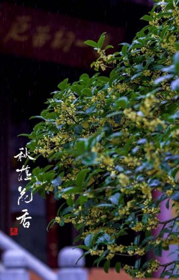 桂花图片 _ 第(10)张