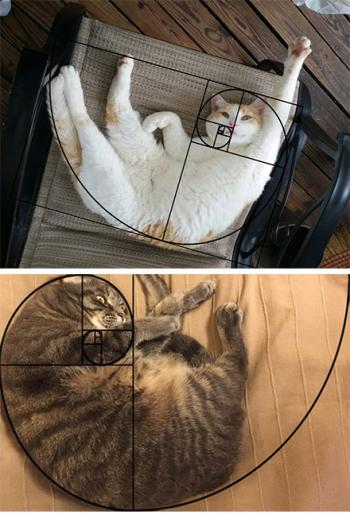 搞笑萌宠喵星人趣图图片：用黄金分割线来分析猫为什么那么完美第0张
