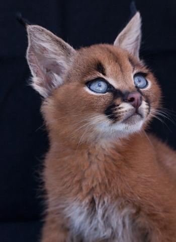 狞猫Caracal图片：奔跑速度最快的小型猫科动物图片第2张