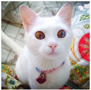 萌宠图片图片 _ 第(10)张