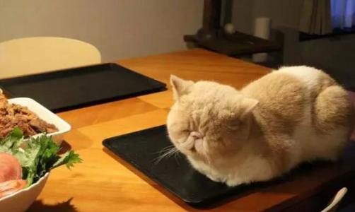 英勇善战的公鸡图片 十二生肖鸡图片（一）第0张