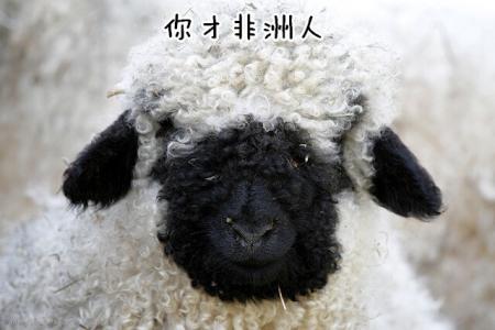 羊图片图片 _ 第(9)张